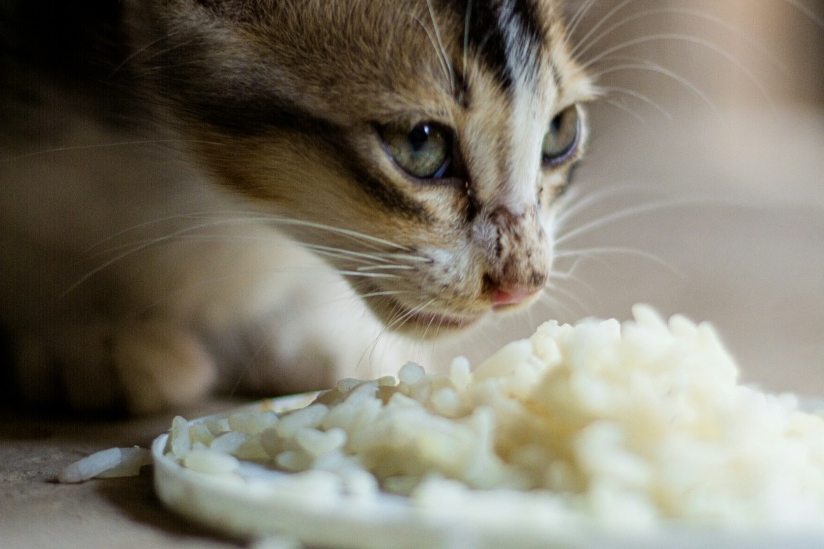 Gato comiendo de un plato
