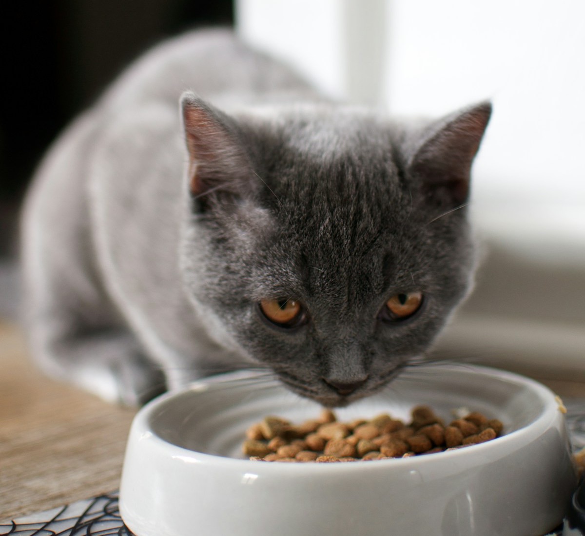Gato azul ruso sobre mesa de madera junto a comida