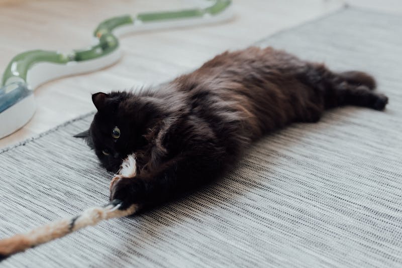 Gato negro de pelo largo tumbado sobre una alfombra gris jugando con una cuerda de sisal