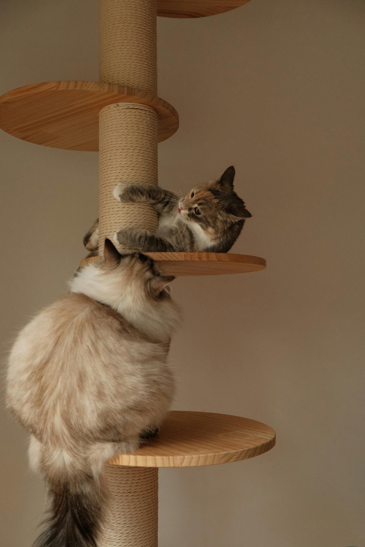 Dos gatos jugando en un árbol rascador de madera con poste de sisal y plataformas redondas