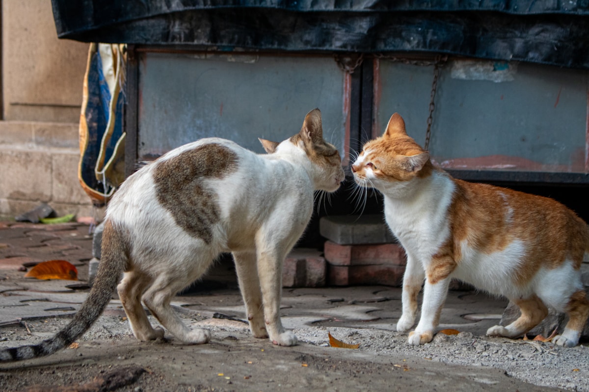 Dos gatos cara a cara en un tenso primer encuentro