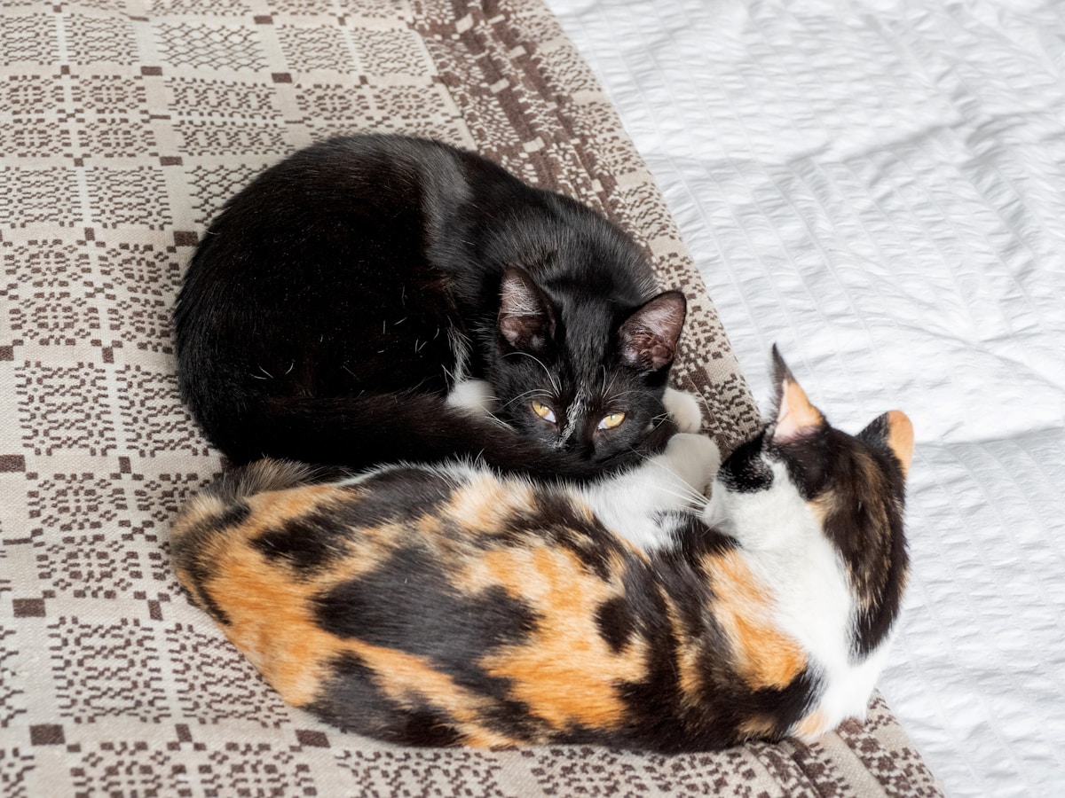 Dos gatos dormidos juntos sobre una manta de colores