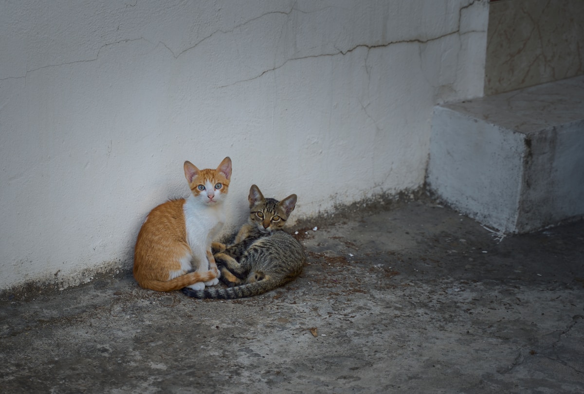 Dos gatos sentados juntos cerca de una pared observándose