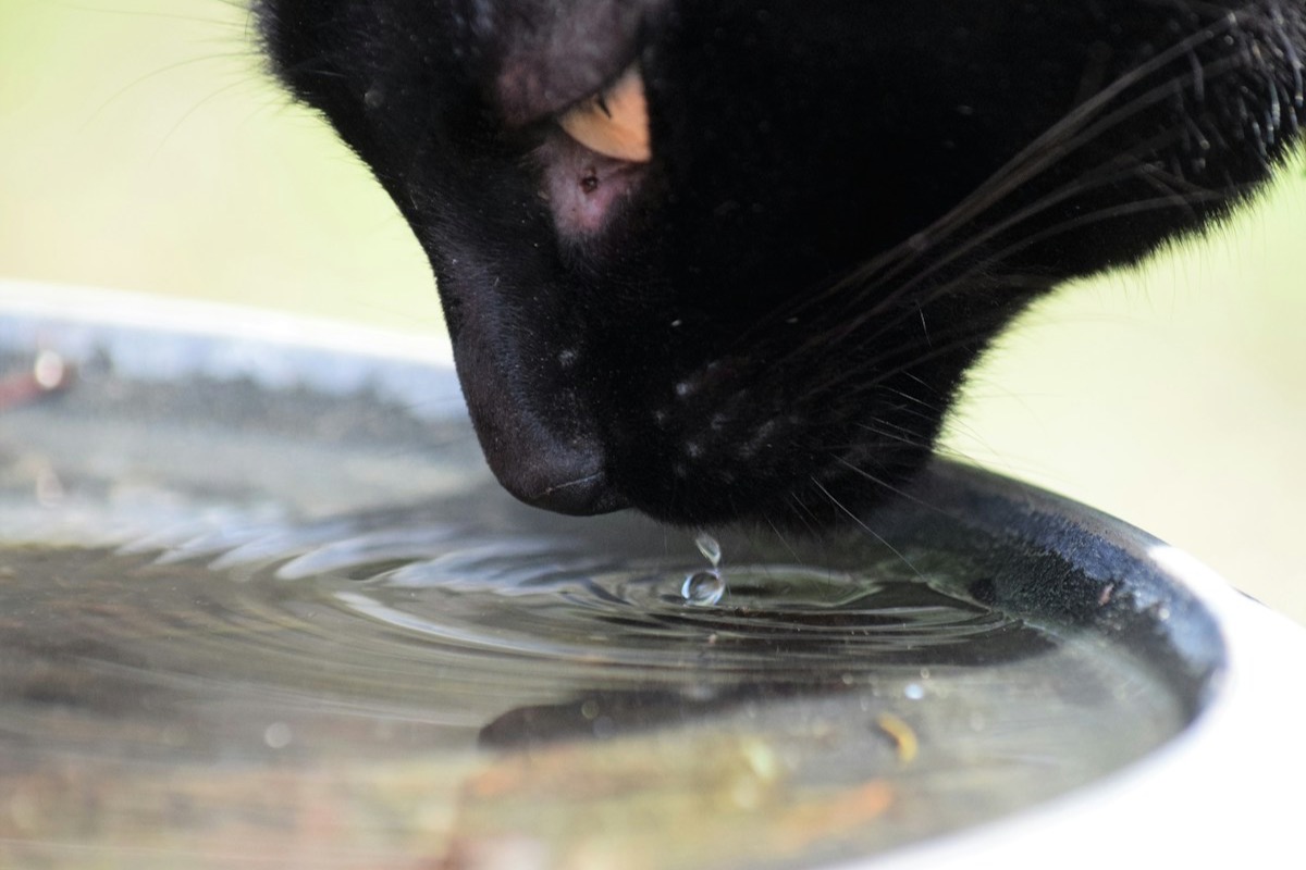Gato negro bebiendo agua de un cuenco metálico
