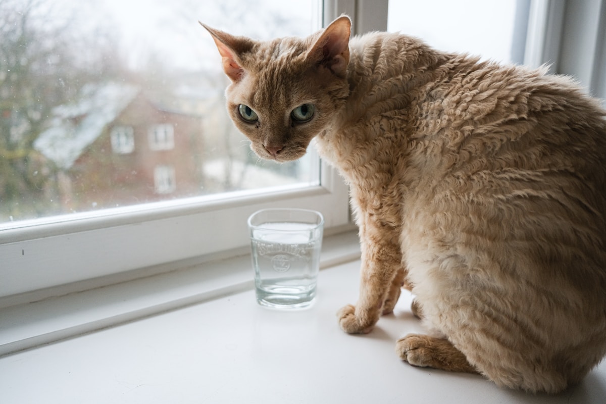 Gato sentado en el alféizar junto a un vaso de agua