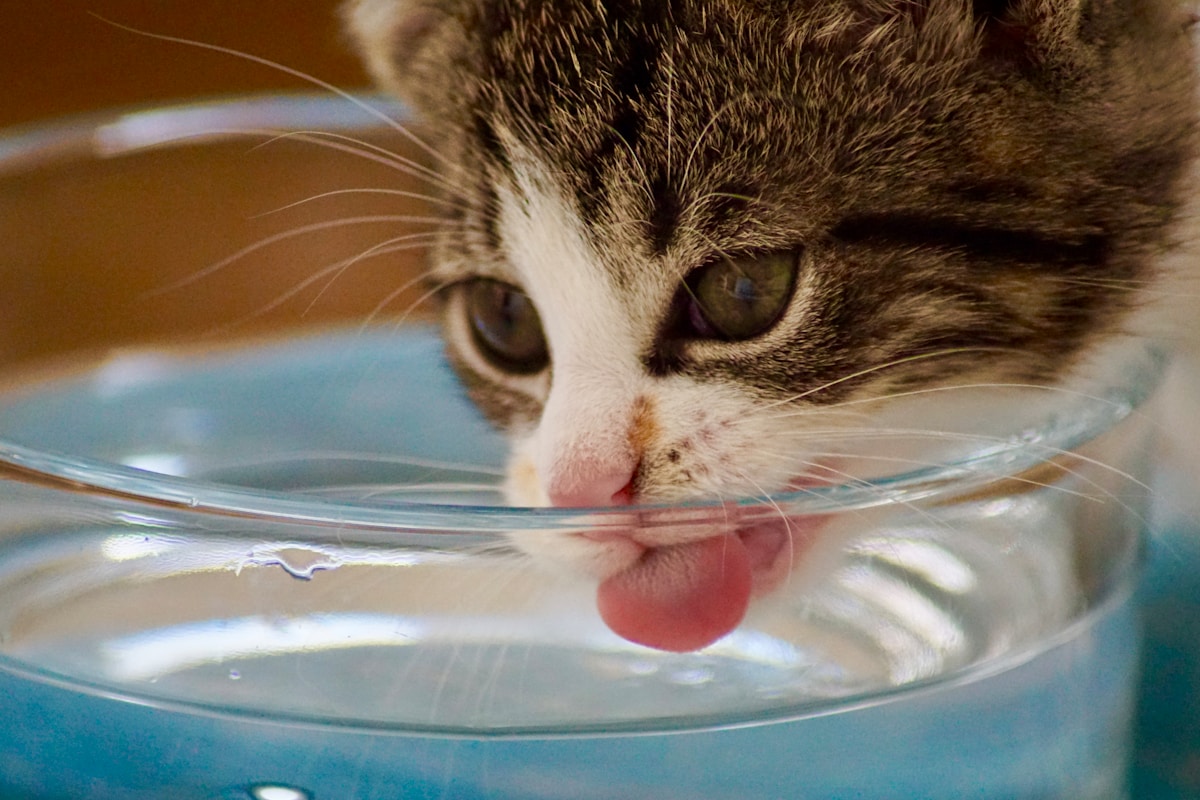 Gatito bebiendo agua de un cuenco azul