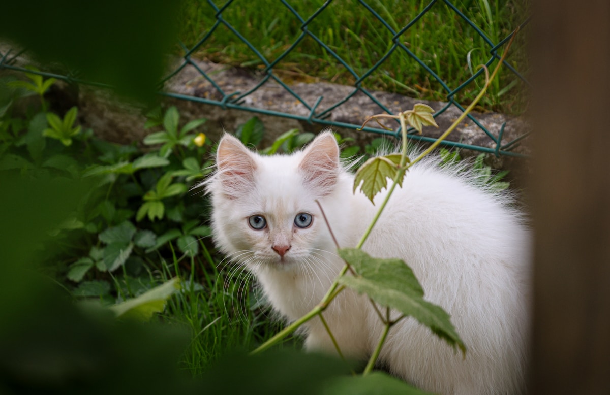 Gato blanco sentado en el jardín entre la hierba