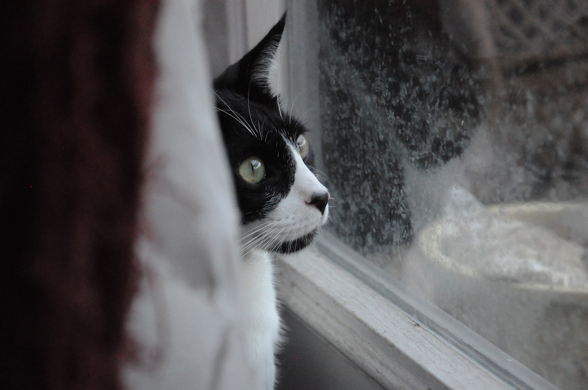 Gato sentado junto a una ventana de cristal en el interior de una casa