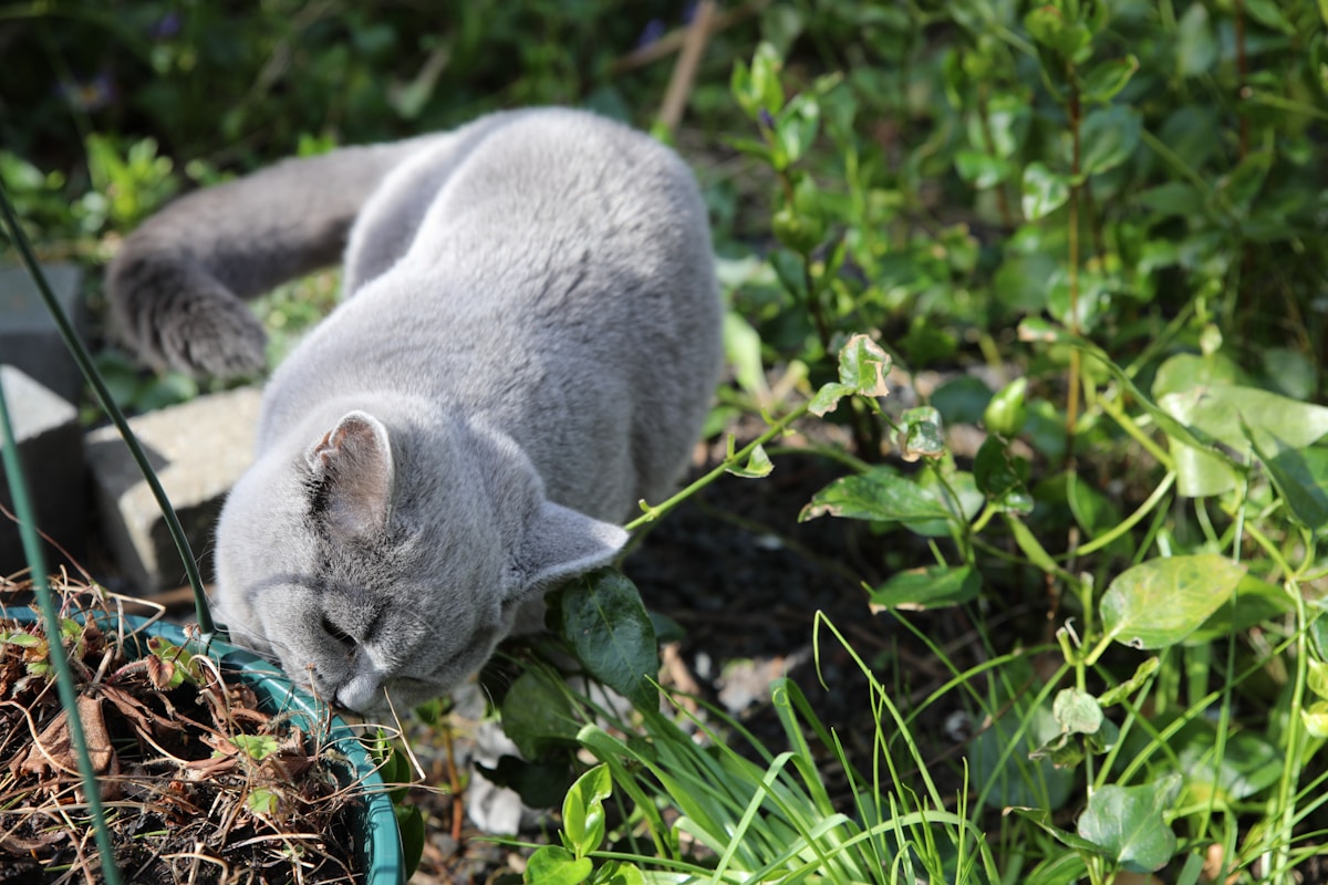 Gato tumbado en la hierba al aire libre