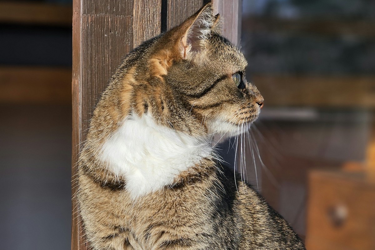 Gato sentado en el alféizar de una ventana mirando hacia el exterior