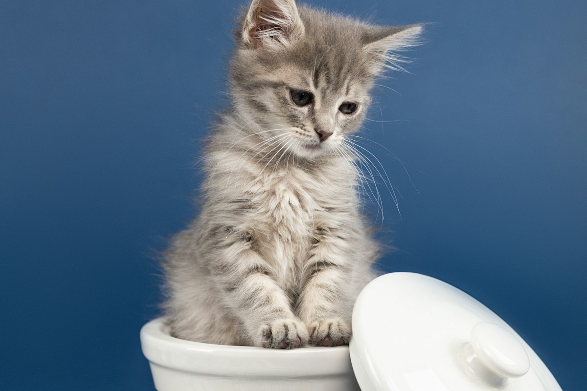 Gatito blanco y gris sentado mirando a la cámara
