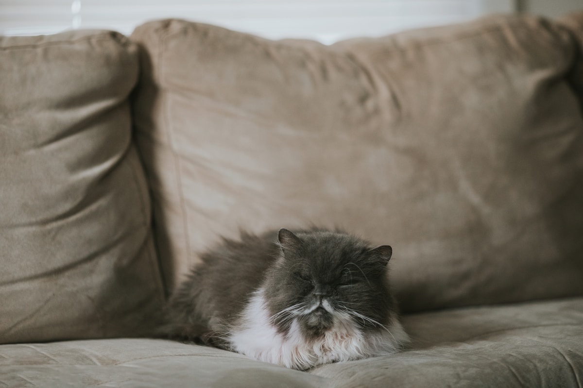 Gato dormido en un sofá