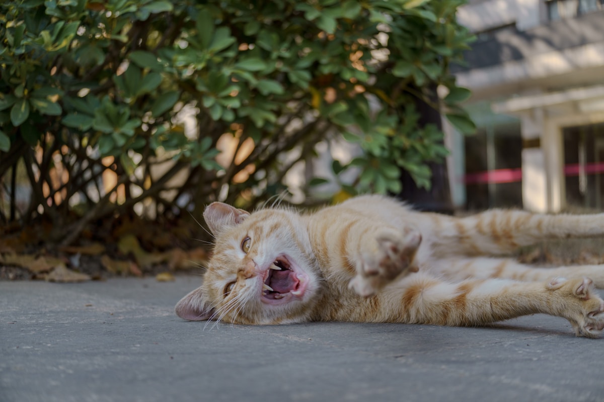Gato feliz estirándose al aire libre