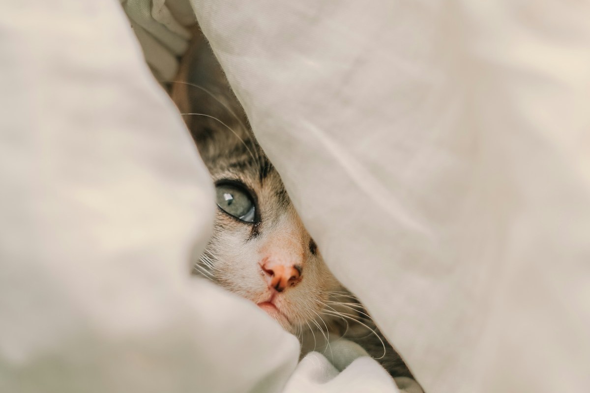 Gato envuelto en una manta cálida