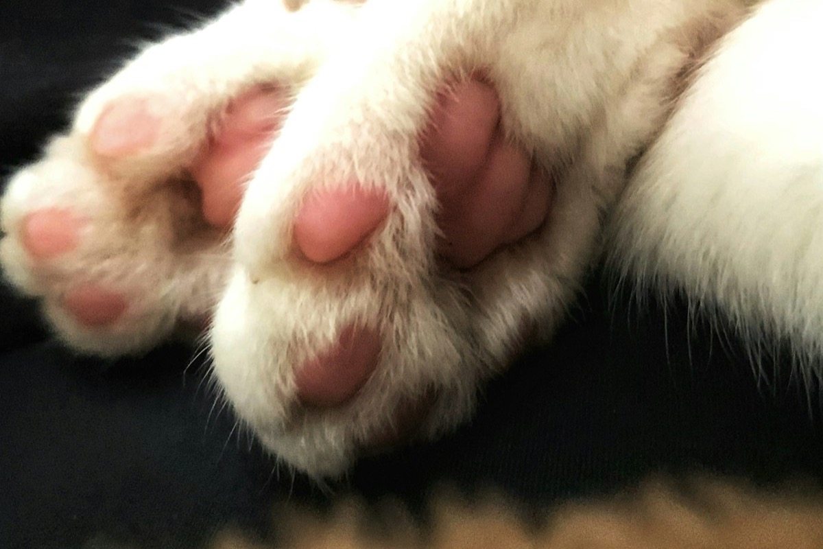 Primer plano de las patas de un gato con las almohadillas visibles