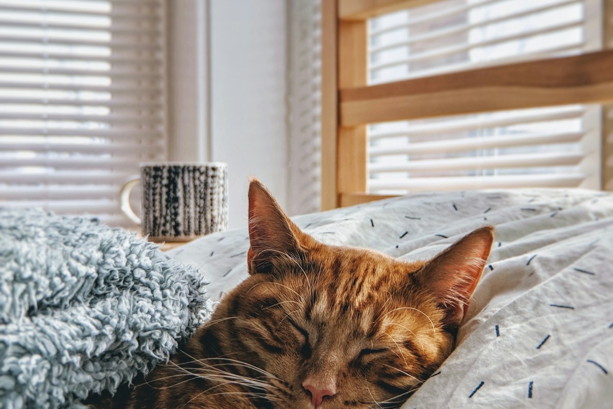 Gato durmiendo plácidamente sobre una cama