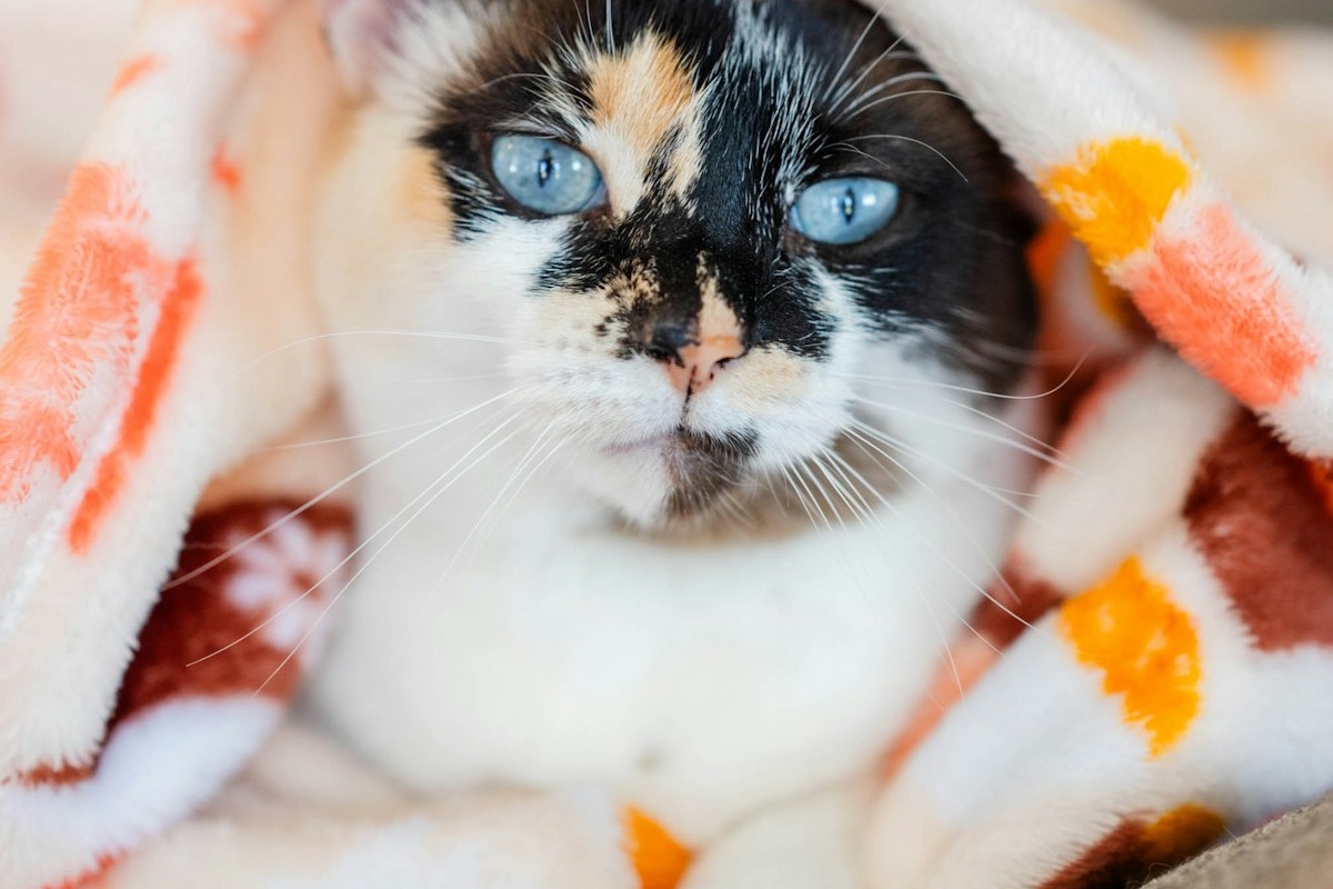 Gato blanco y negro acurrucado cómodamente debajo de una manta suave