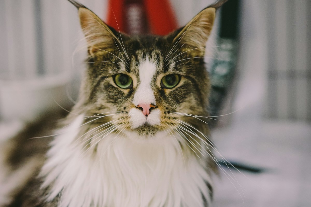 Gato Maine Coon blanco y marrón de pelo largo con mirada atenta