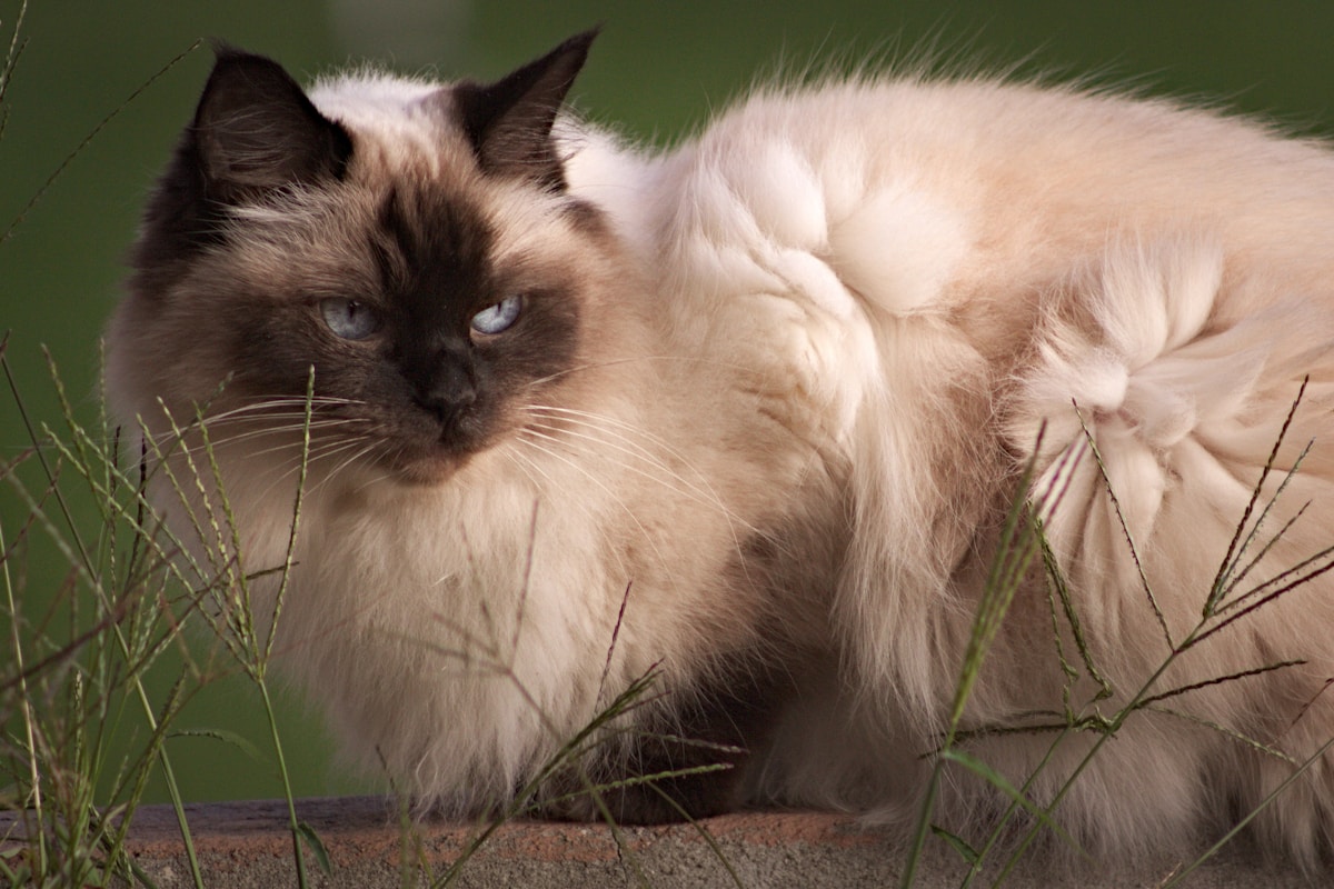 Gato Ragdoll de ojos azules y pelaje claro