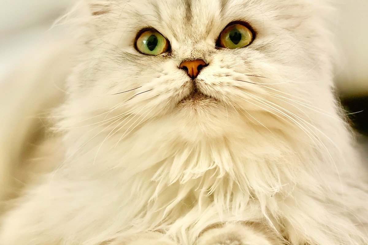 Gato Scottish Fold de ojos grandes