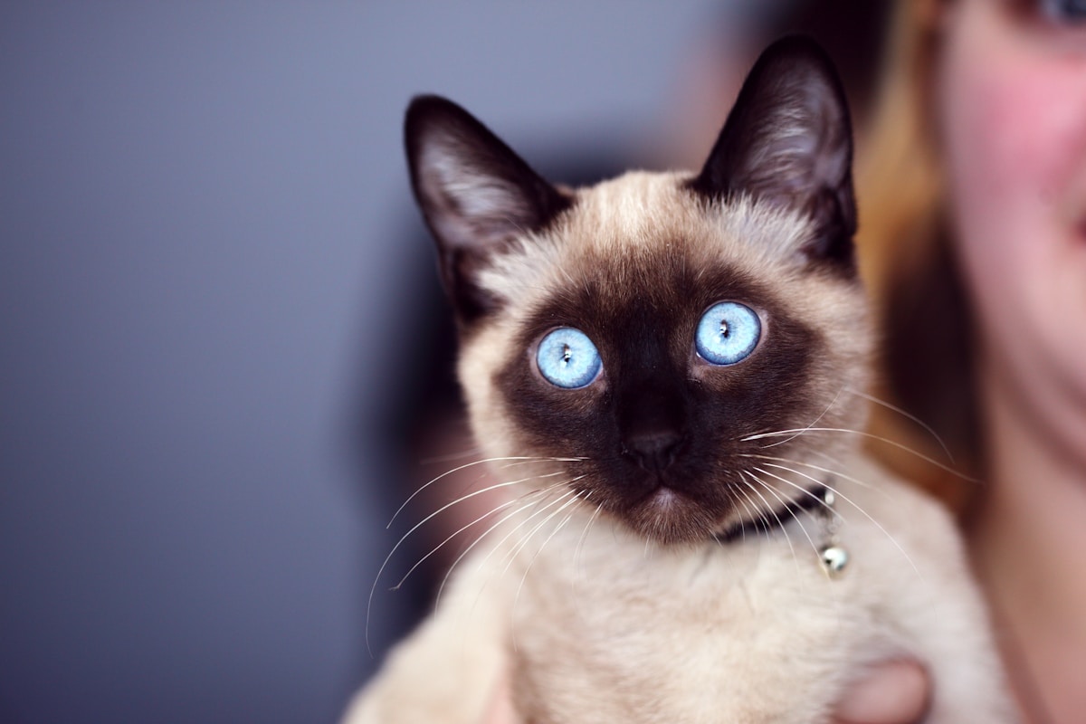 Gato Siamés de ojos azules en primer plano