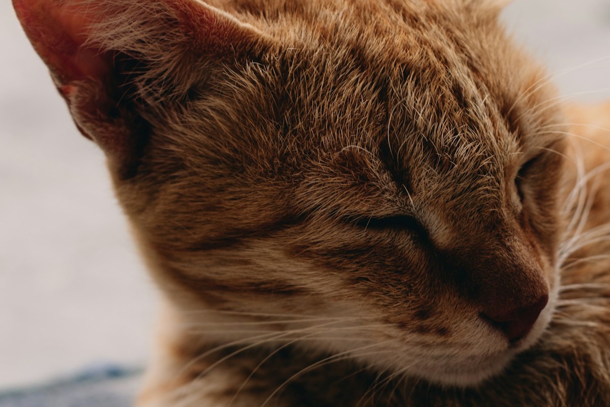 Gato pelirrojo durmiendo acurrucado sobre una manta suave