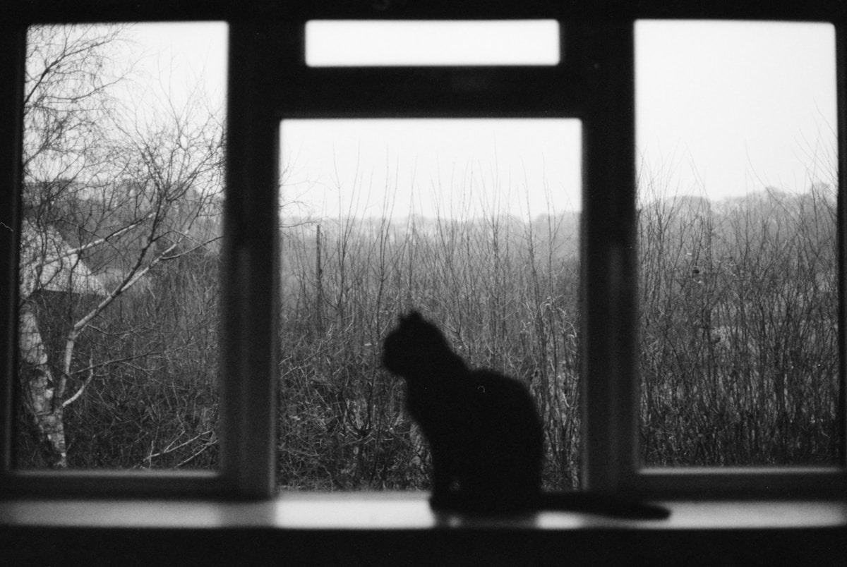Gato sentado en el alféizar de una ventana mirando hacia fuera con expresión serena