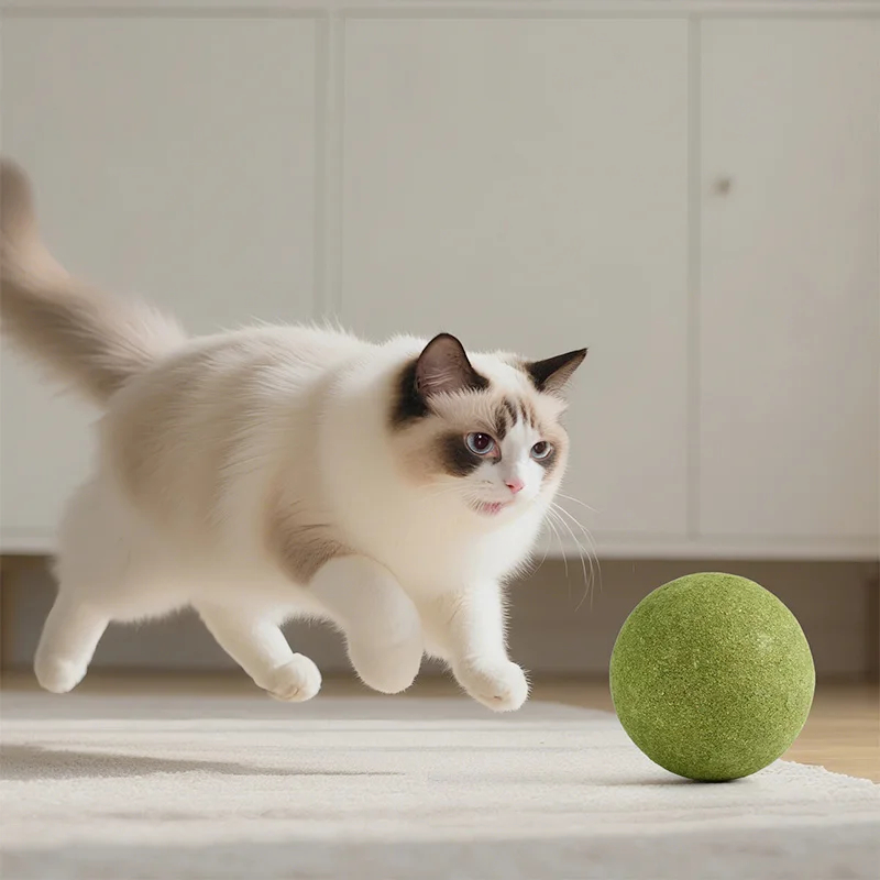 Gato ragdoll jugando con bola de hierba gatera XL en salón