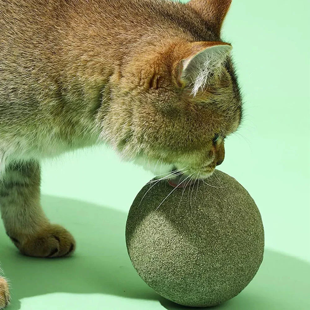 Gato atigrado oliendo bola de hierba gatera natural